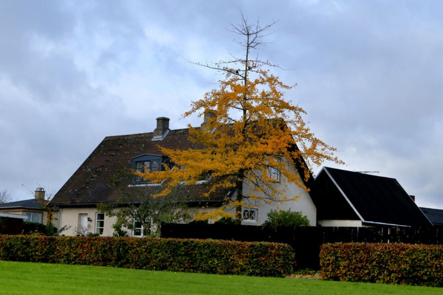 Villa med mørkt tag og stor græsplæne, et gult træ står foran huset